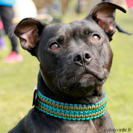Collier chien personnalisé