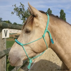 Licol éthologique personnalisable - tressage Alpha