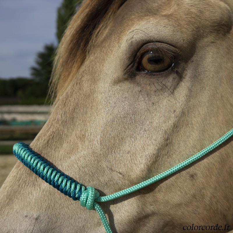 Licol éthologique personnalisable - tressage Alpha