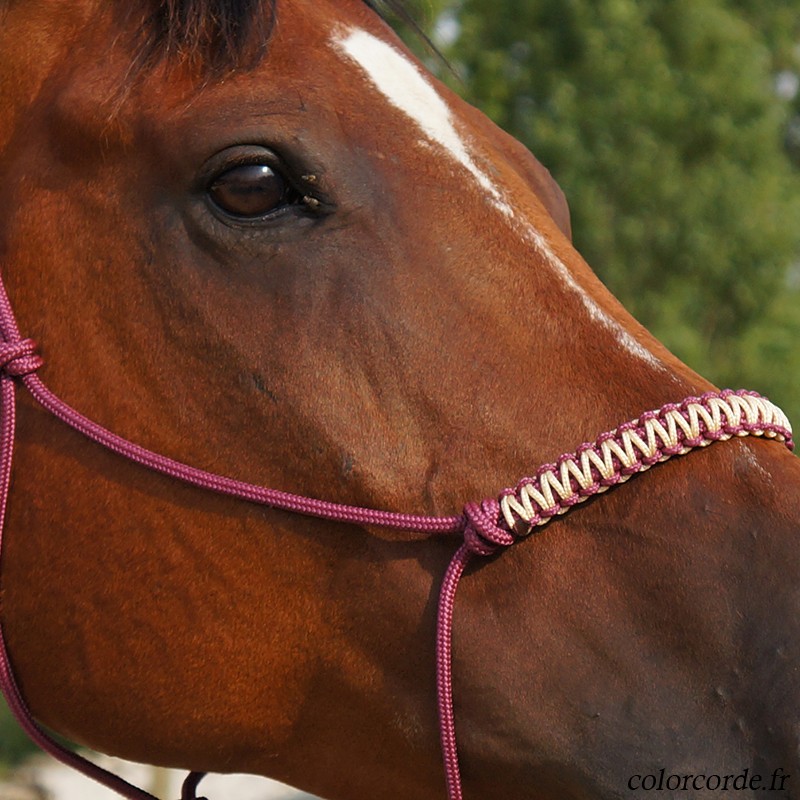 Licol éthologique ZigZag personnalisable