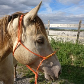 Licol  éthologique...