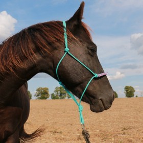 Licol  éthologique...