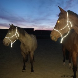 licol en corde réfléchissant