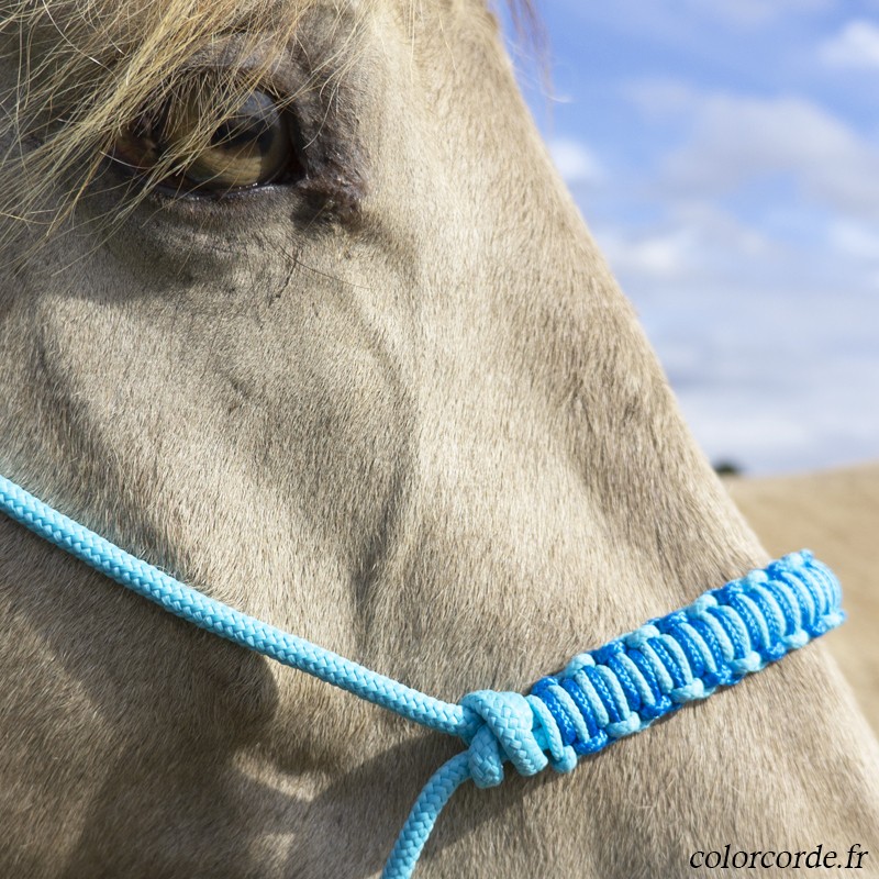 Licol éthologique personnalisé - modèle Harp