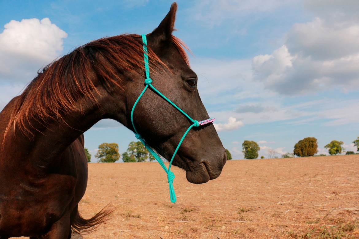 La marque Colorcorde